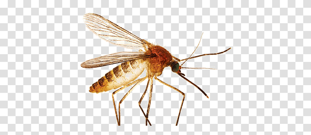 Mosquito Images Design, Insect, Invertebrate, Animal, Construction Crane Transparent Png