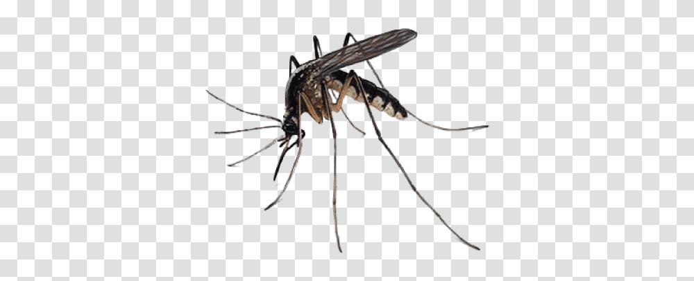 Mosquito Images Free Download, Insect, Invertebrate, Animal, Bow Transparent Png