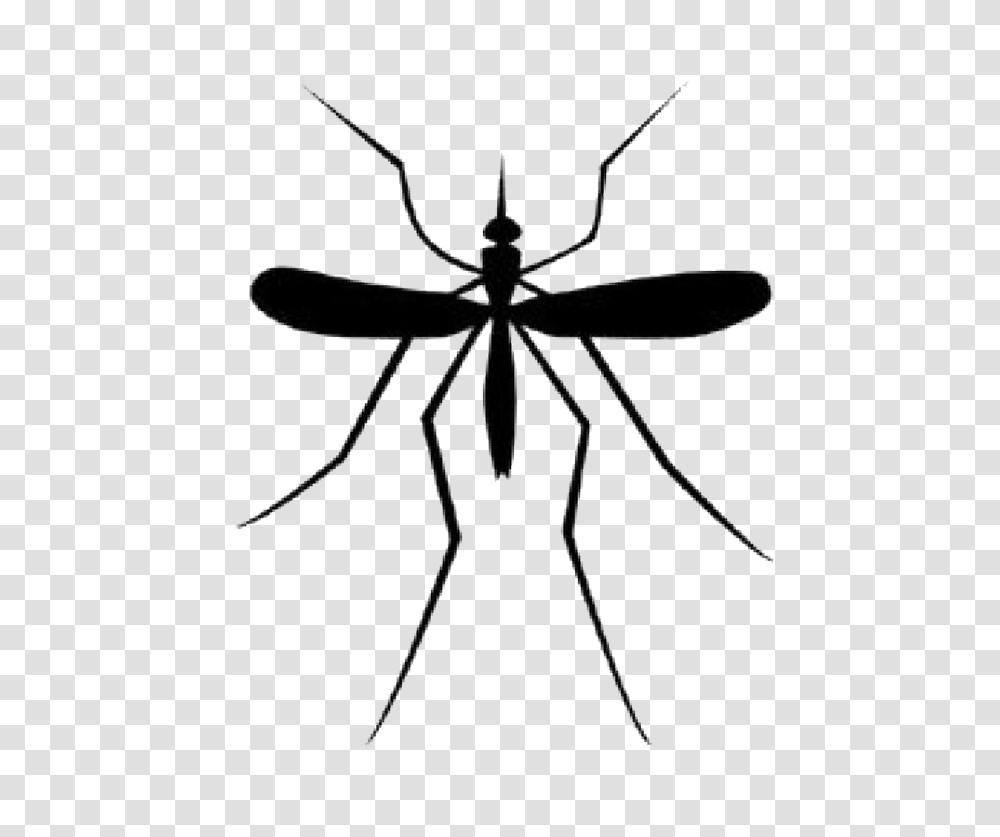 Mosquito Images, Insect, Invertebrate, Animal, Staircase Transparent Png