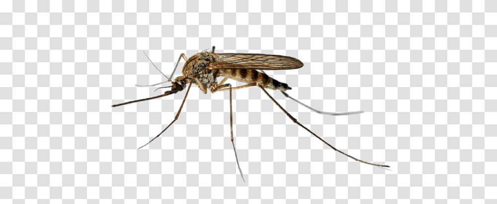 Mosquito Images Pictures Photos Arts, Insect, Invertebrate, Animal Transparent Png