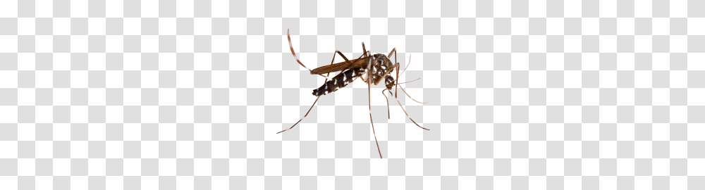 Mosquito Images, Spider, Invertebrate, Animal, Arachnid Transparent Png