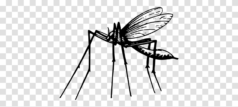Mosquito In Black And White, Gray, World Of Warcraft Transparent Png