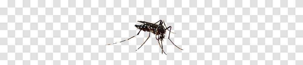 Mosquito, Insect, Bow, Invertebrate, Animal Transparent Png