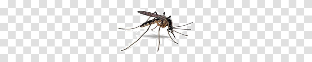 Mosquito, Insect, Bow, Invertebrate, Animal Transparent Png