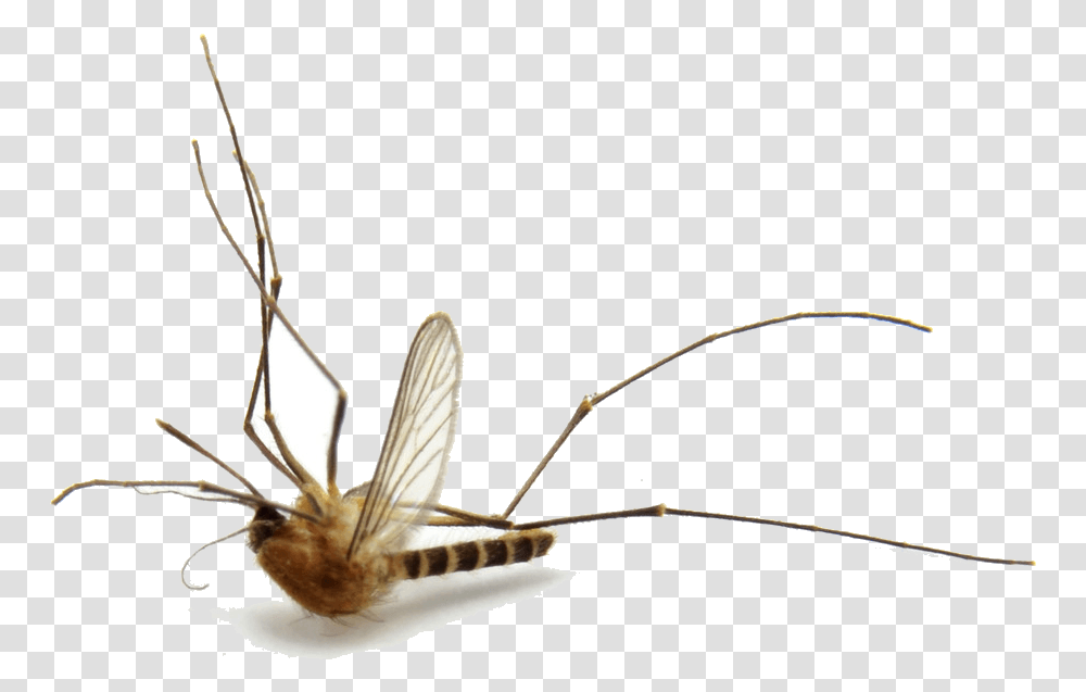 Mosquito, Insect, Invertebrate, Animal, Bow Transparent Png