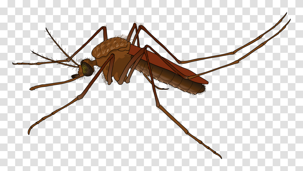 Mosquito, Insect, Invertebrate, Animal, Bow Transparent Png
