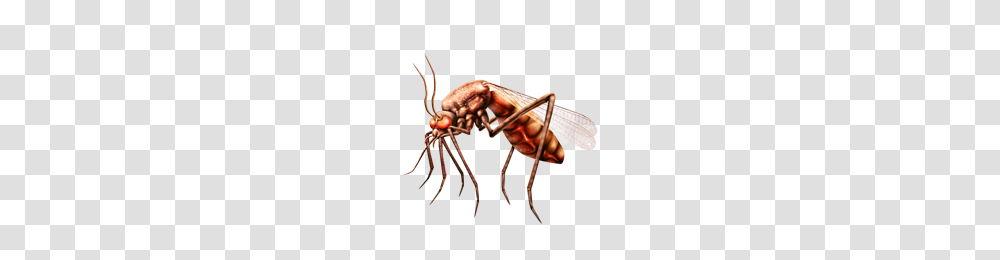 Mosquito, Insect, Invertebrate, Animal, Cockroach Transparent Png