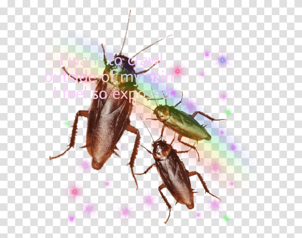 Mosquito, Insect, Invertebrate, Animal, Firefly Transparent Png