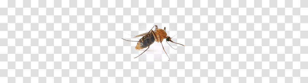 Mosquito, Insect, Invertebrate, Animal, Honey Bee Transparent Png