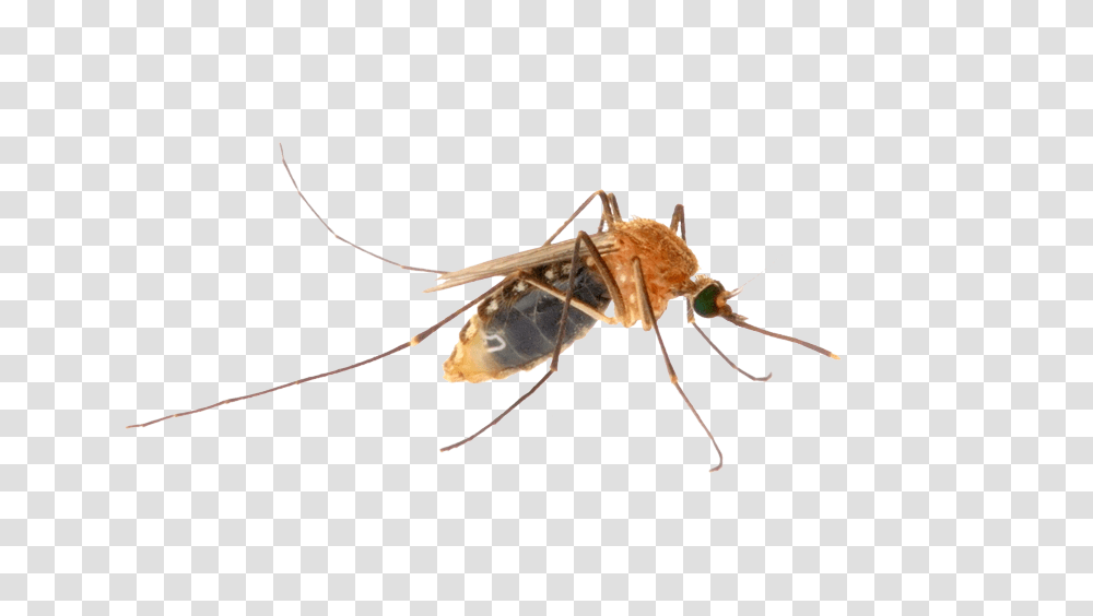 Mosquito, Insect, Invertebrate, Animal, Honey Bee Transparent Png