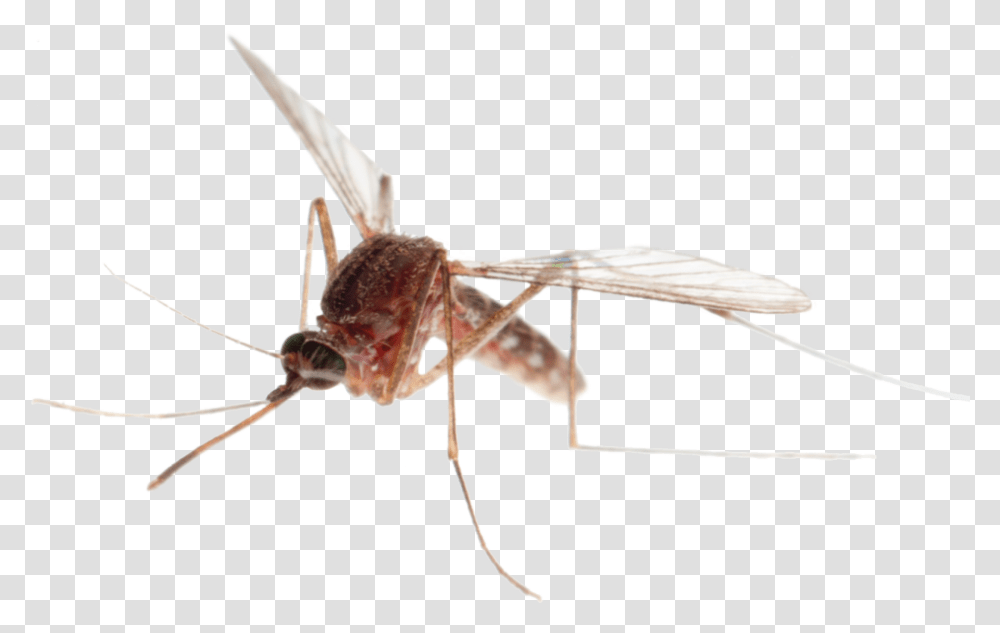 Mosquito, Insect, Invertebrate, Animal, Spider Transparent Png