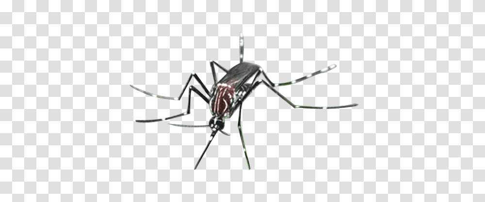 Mosquito, Insect, Invertebrate, Animal, Spider Transparent Png