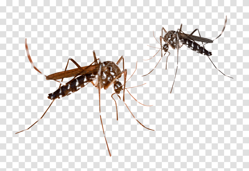 Mosquito, Insect, Invertebrate, Animal, Spider Transparent Png