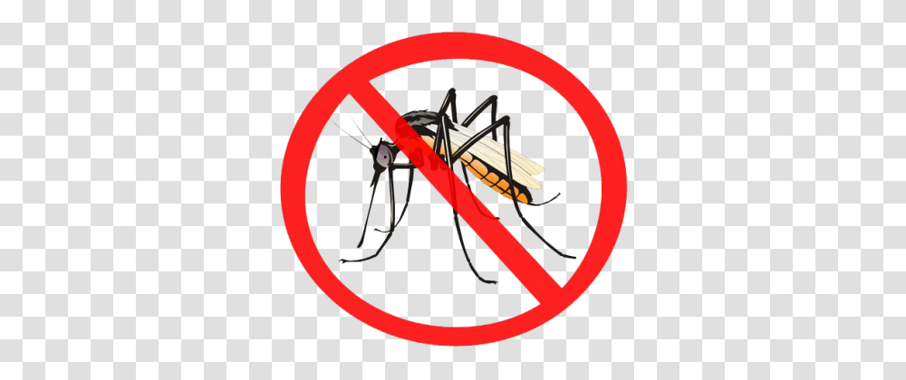 Mosquito, Insect, Invertebrate, Animal Transparent Png