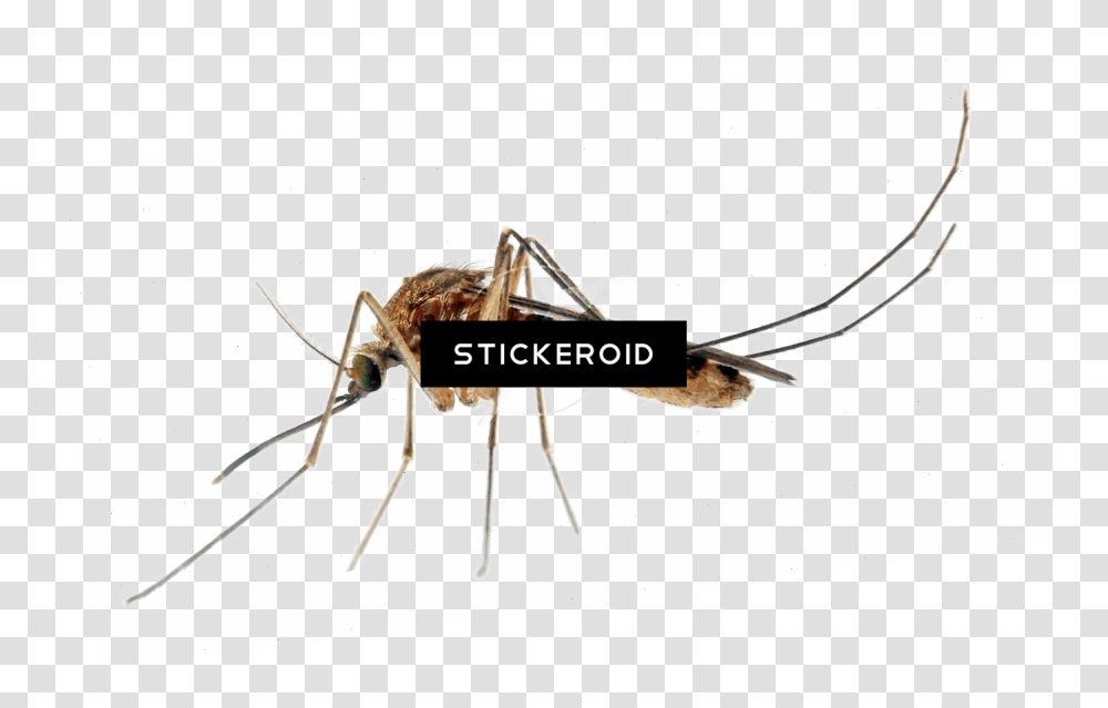 Mosquito, Insect, Invertebrate, Animal Transparent Png