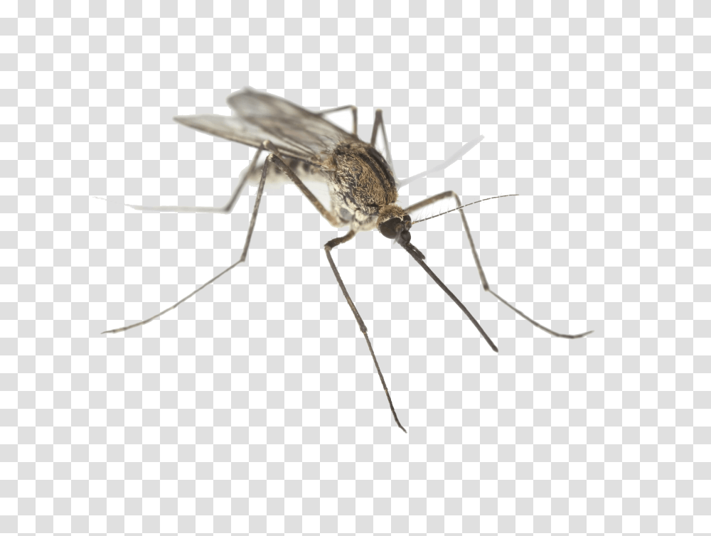 Mosquito, Insect, Invertebrate, Animal Transparent Png