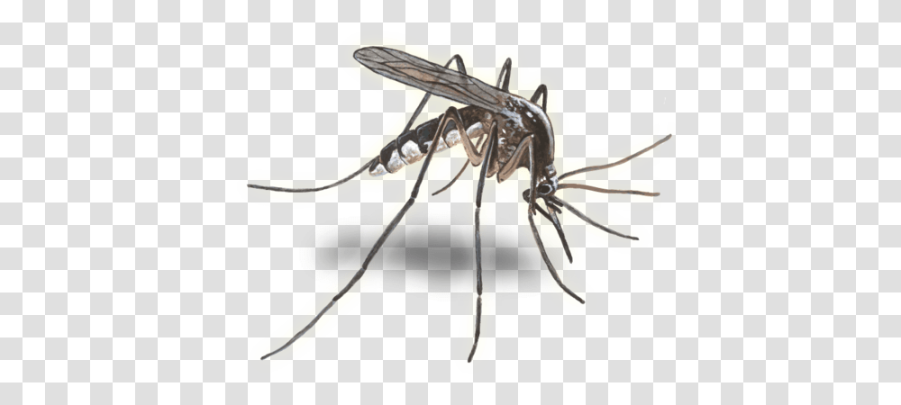 Mosquito, Insect, Invertebrate, Animal, Wasp Transparent Png