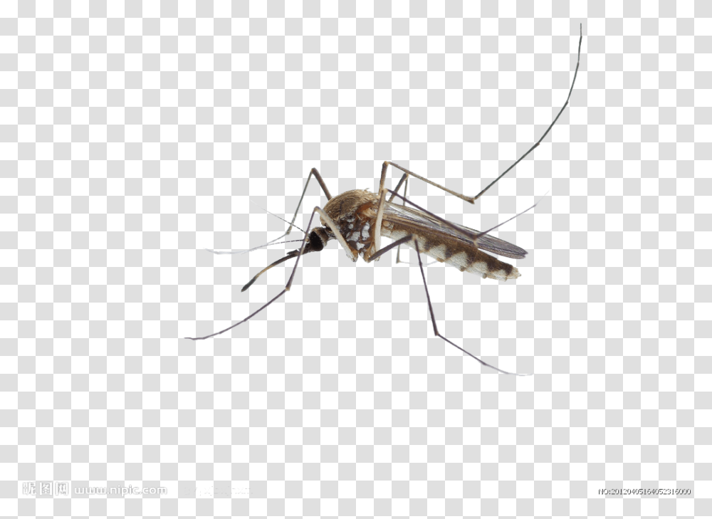 Mosquito Insect Membrane Mosquito Dibujo Fondo Transparente, Invertebrate, Animal Transparent Png
