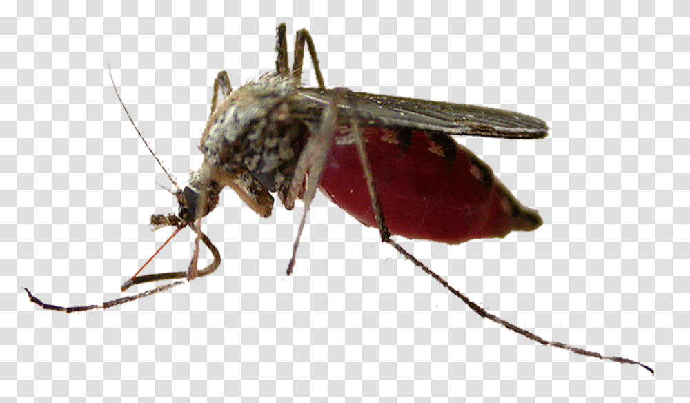 Mosquito Insect Pollinator Fly Membrane Mosquito, Invertebrate, Animal, Spider, Arachnid Transparent Png