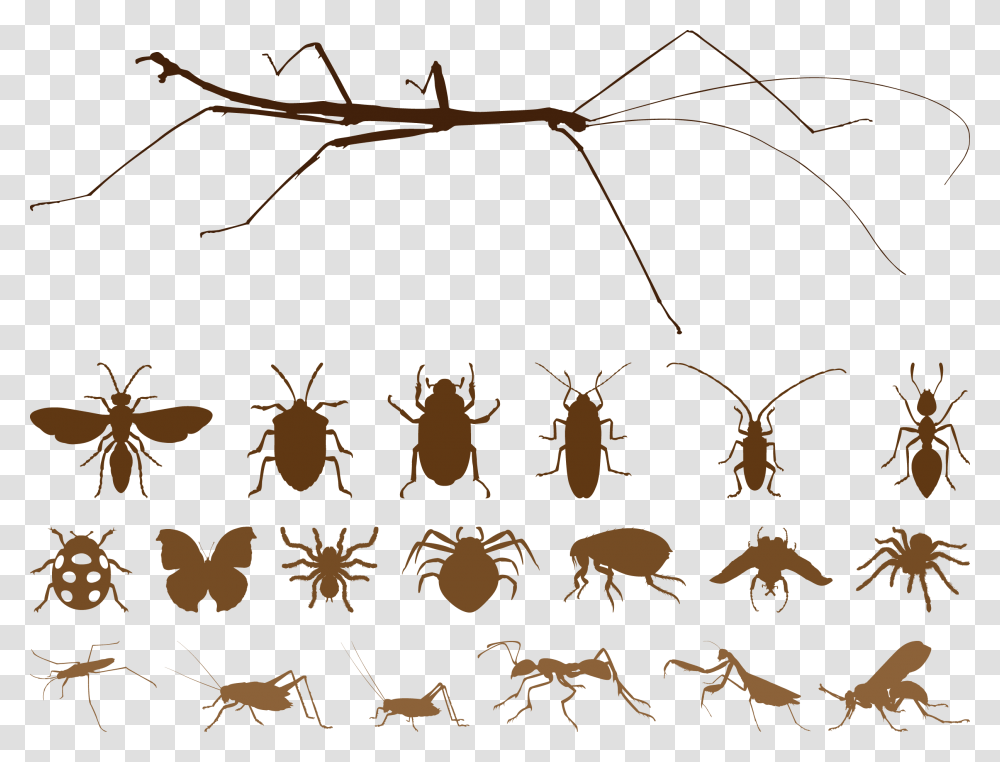 Mosquito Insect Spider Euclidean Vector Free Vector Insects, Animal, Invertebrate, Bird, Arachnid Transparent Png