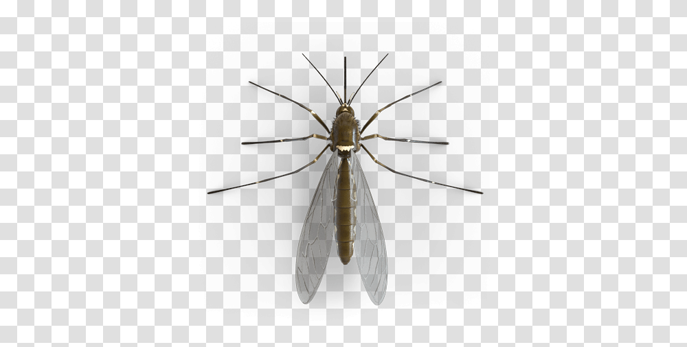 Mosquito Mosquito, Insect, Invertebrate, Animal, Spider Transparent Png