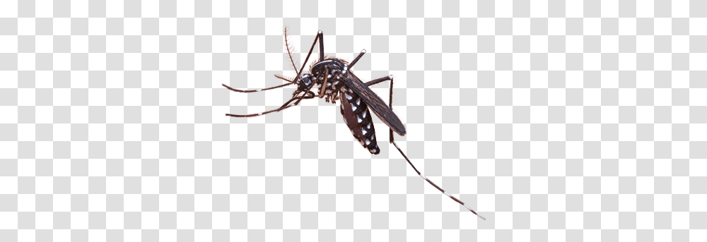 Mosquito Mosquito, Insect, Invertebrate, Animal, Spider Transparent Png