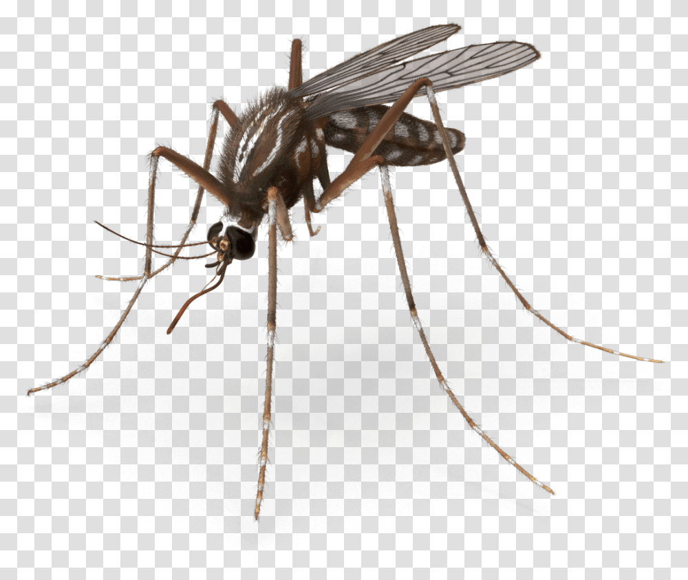 Mosquito Pest Control Royalty Free Insect Mosquito, Invertebrate, Animal, Spider, Arachnid Transparent Png