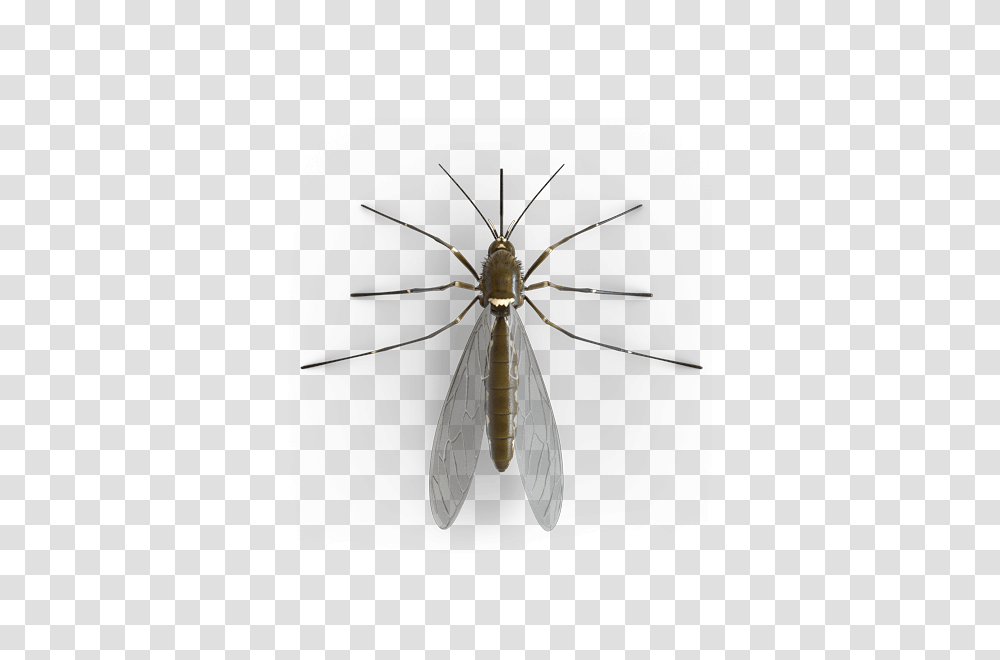 Mosquito Top V, Insect, Invertebrate, Animal, Spider Transparent Png
