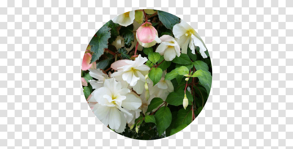 Moss Baskets And Flowers - The Legacy In Motion Project Hydrangea Serrata, Plant, Blossom, Geranium, Petal Transparent Png