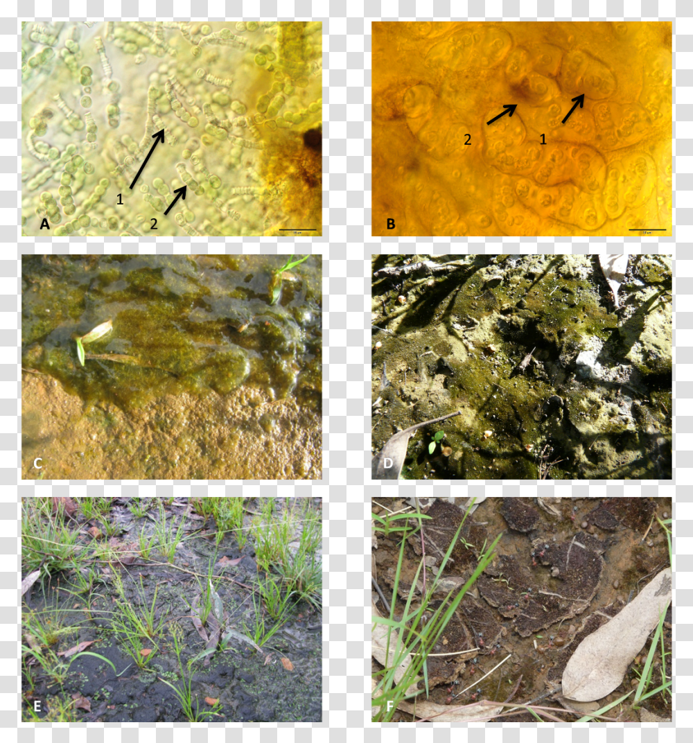 Moss, Collage, Poster, Advertisement, Bird Transparent Png