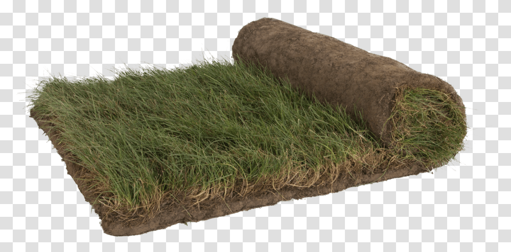 Moss, Grass, Plant, Lawn, Agropyron Transparent Png