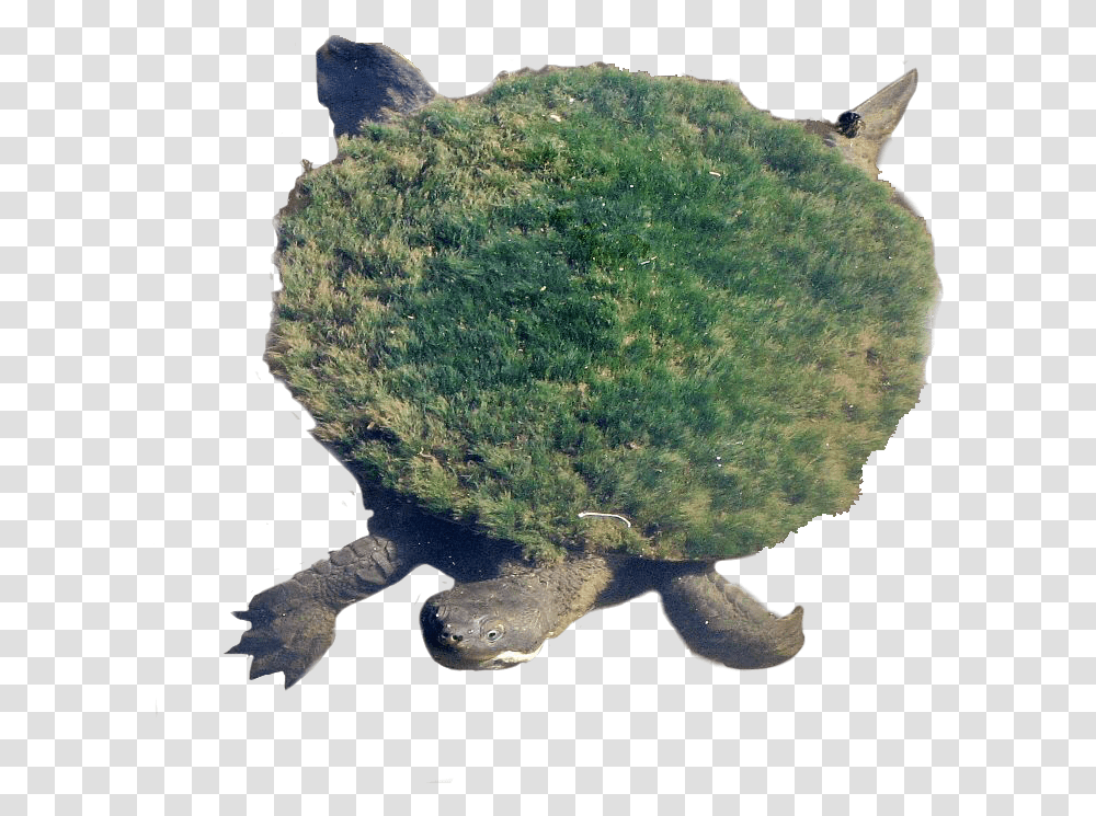 Moss Growing On Turtle, Tortoise, Reptile, Sea Life, Animal Transparent Png