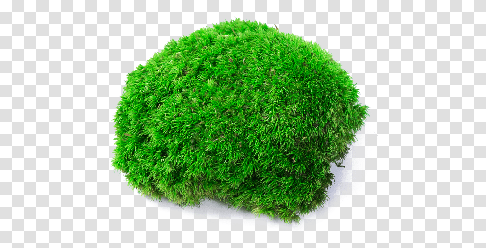 Moss, Plant, Rug, Grass, Tennis Ball Transparent Png