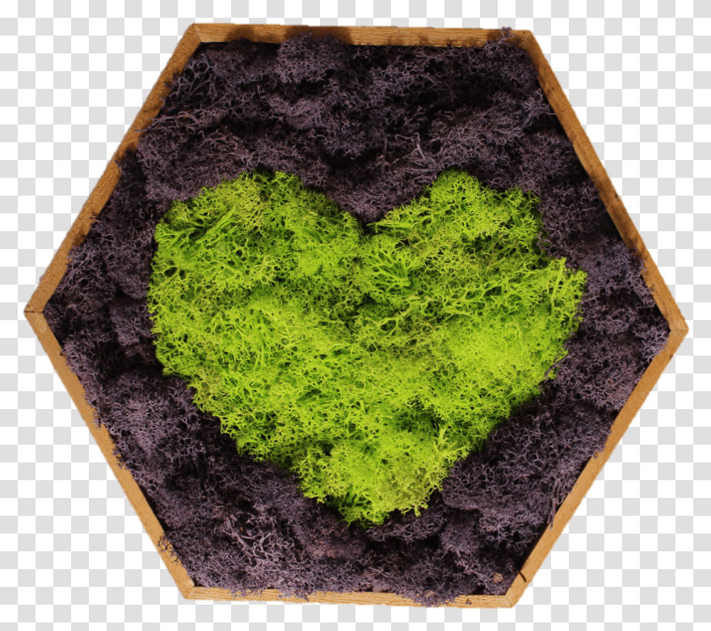 Moss, Plant, Soil, Rug Transparent Png