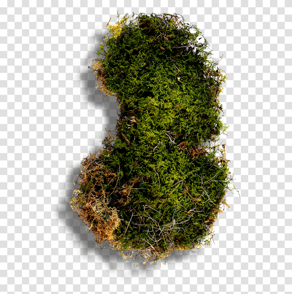 Moss, Plant, Vegetation, Green, Land Transparent Png