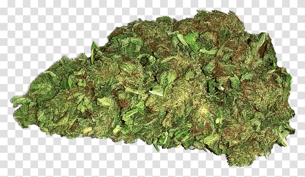 Moss, Plant, Weed, Vegetation, Grass Transparent Png