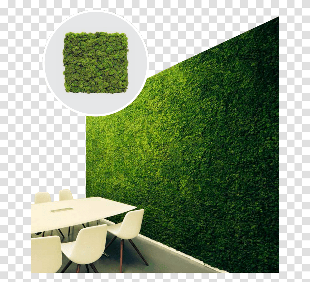 Moss Texture, Chair, Furniture, Plant, Grass Transparent Png