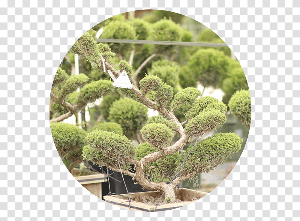 Moss, Tree, Plant, Potted Plant, Vase Transparent Png