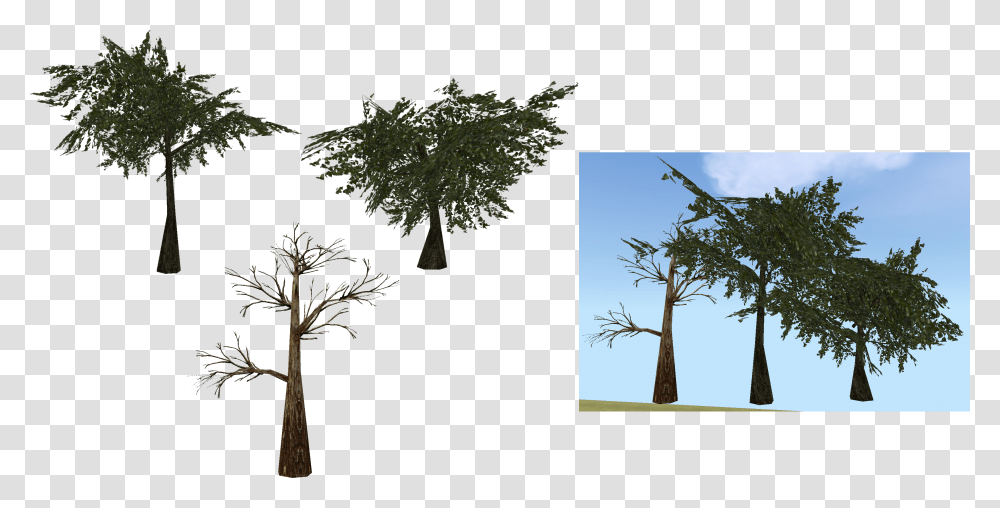 Moss Tree Pond Pine, Plant, Tree Trunk, Oak, Fir Transparent Png