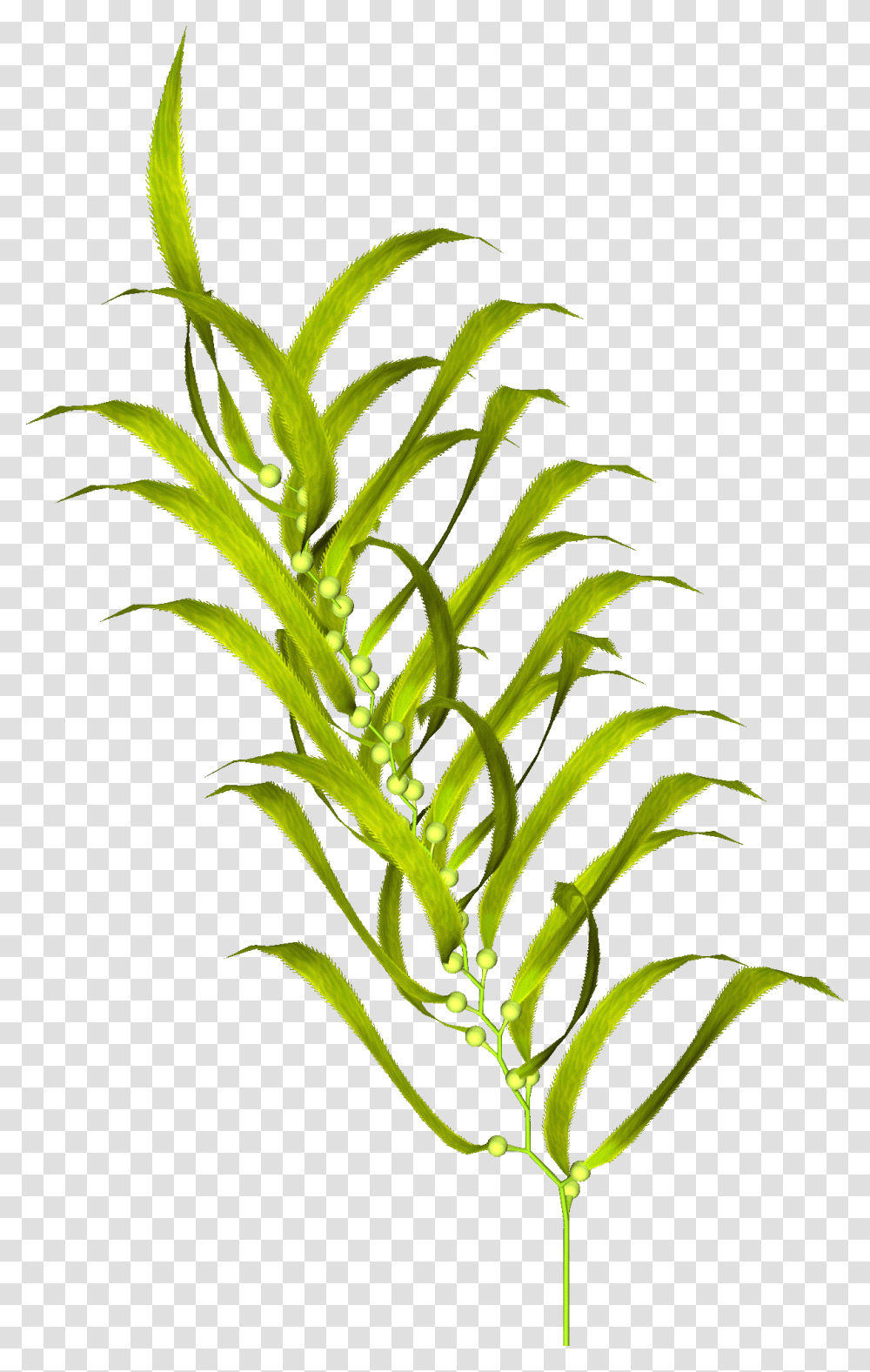 Moss Vector Algae Vodorosli Prozrachnij Fon, Plant, Food, Vegetable, Produce Transparent Png
