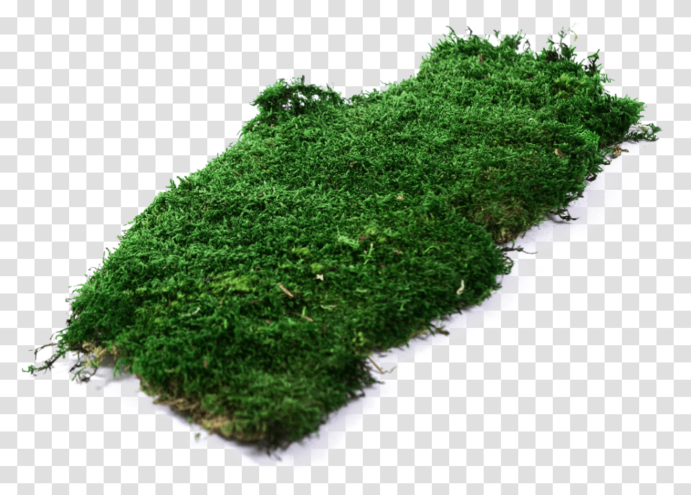 Moss Vector Lichen Picture Moss, Plant, Vegetation, Green, Algae Transparent Png
