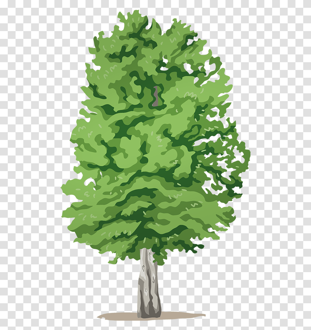 Mossy Cup Oak, Tree, Plant, Military Uniform, Camouflage Transparent Png