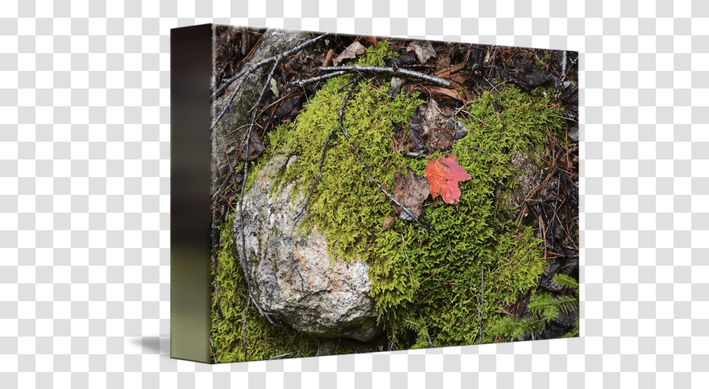 Mossy Rock Maine, Plant, Leaf, Tree, Bird Transparent Png