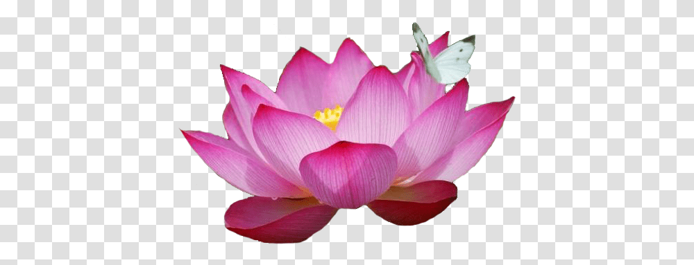 Most Beautiful Lotus Flower Most Beautiful Red Lotus Flower, Petal, Plant, Blossom, Dahlia Transparent Png