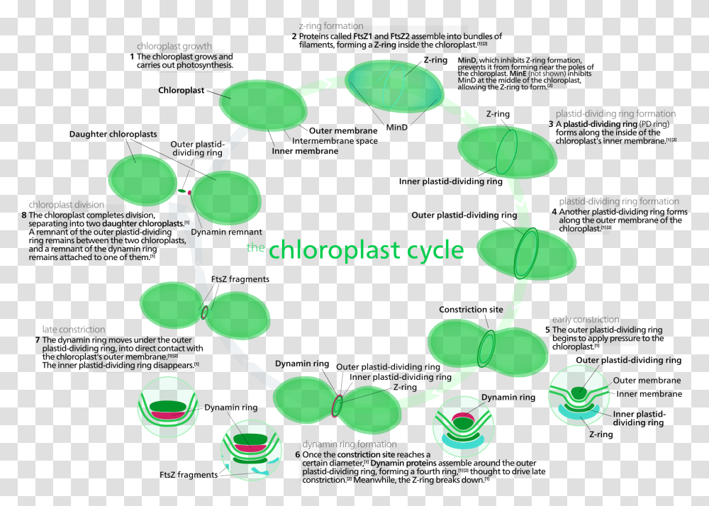 Most Chloroplasts In Plant Cells And All Chloroplasts, Accessories, Accessory, Jewelry, Gemstone Transparent Png