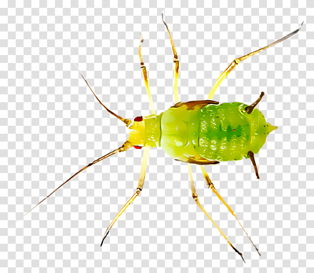 Most Common Insect Pests Found Aphids, Cricket Insect, Invertebrate, Animal, Spider Transparent Png