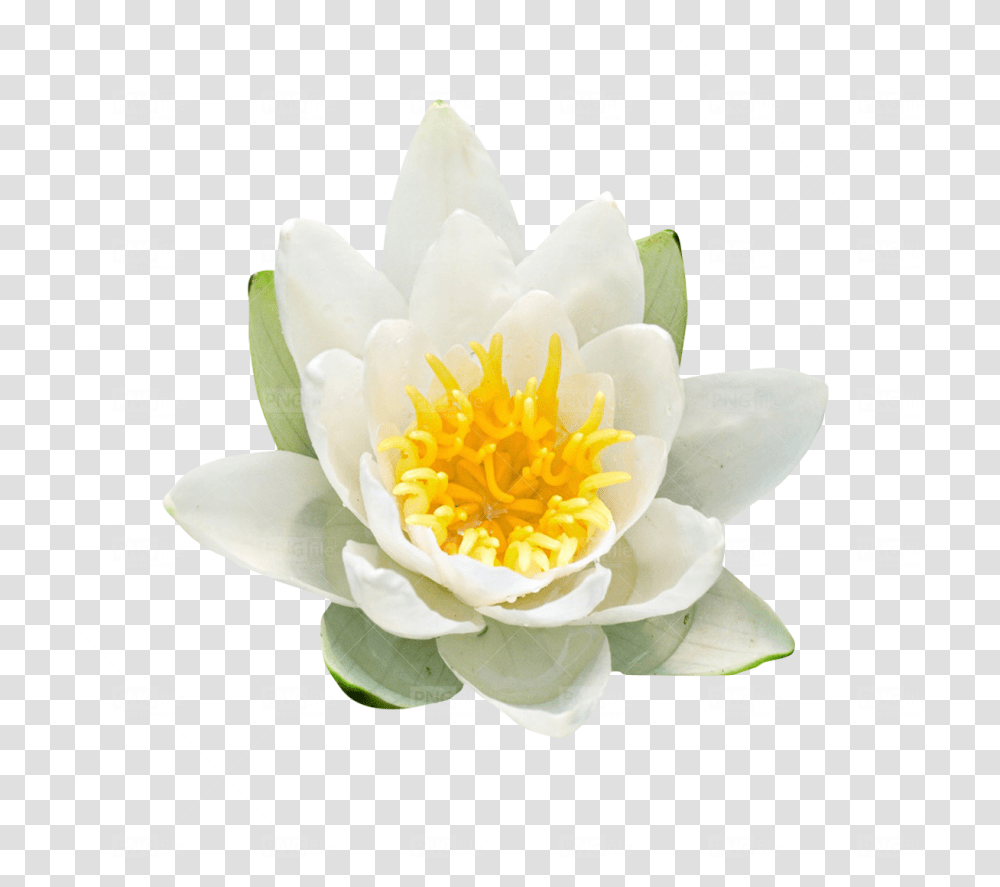 Most Downloads White Water Lily, Flower, Plant, Blossom, Pond Lily Transparent Png