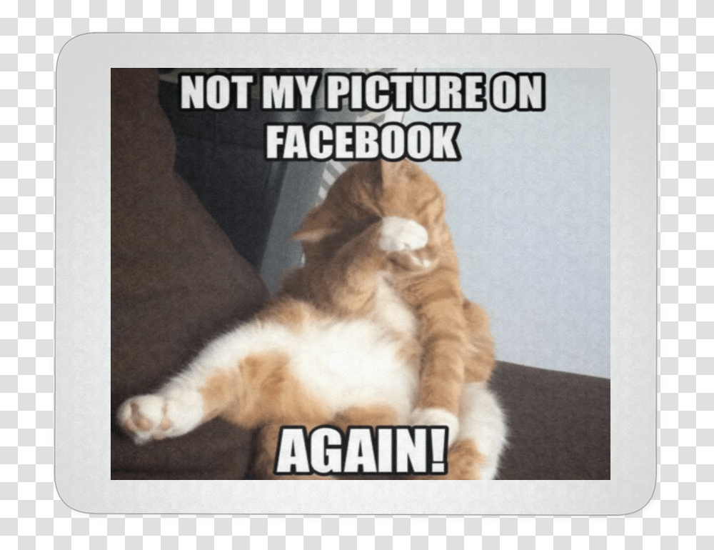 Most Funniest Cat Memes Ever, Pet, Mammal, Animal, Manx Transparent Png
