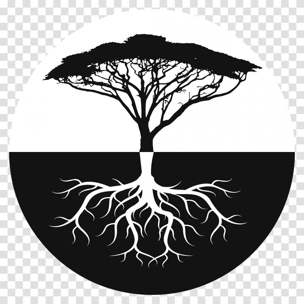 Most Popular Tree In Africa, Plant, Root Transparent Png