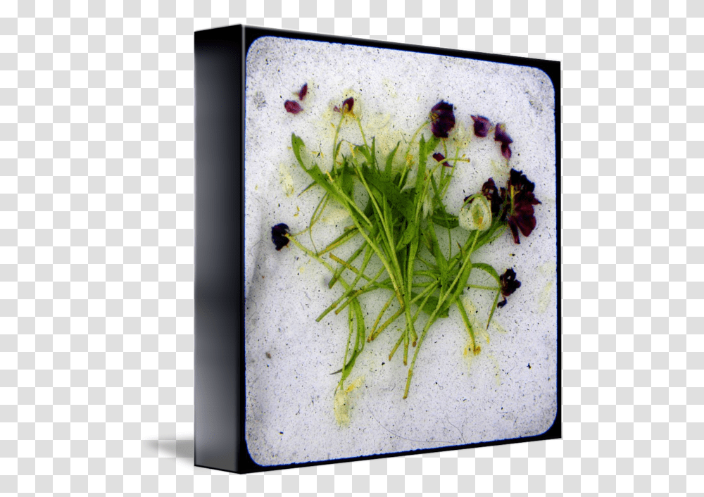 Mostly Dead Flowers Ttv Iris, Plant, Seasoning, Food, Dill Transparent Png